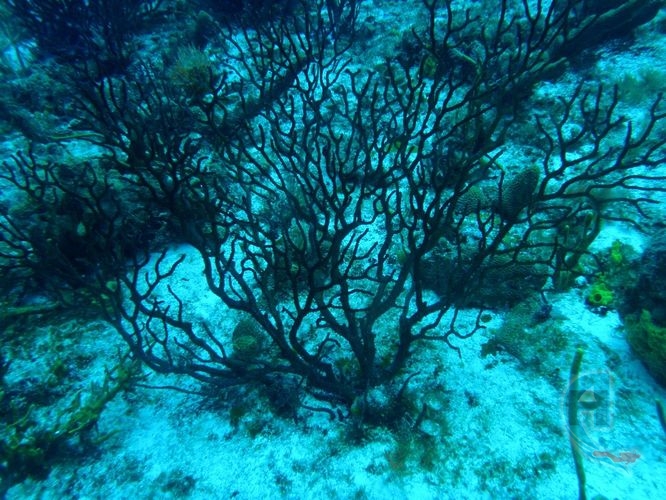 coral negro a 18 metros caribe